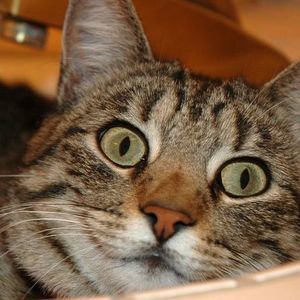 Meet your Posher, Rose